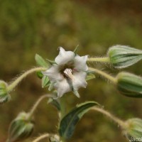 Trichodesma zeylanicum (Burm.f.) R.Br.
